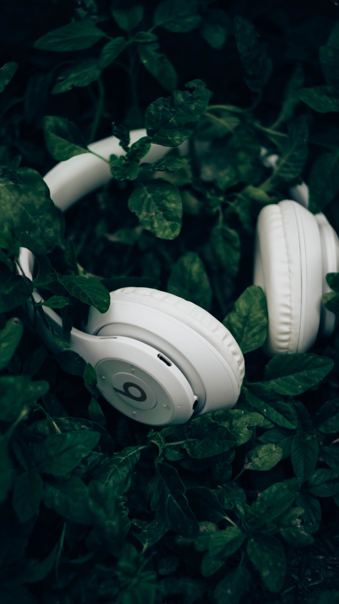 From above of contemporary cool wireless headphones placed on green leaves of plant